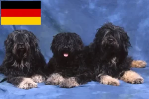 Lee más sobre el artículo Cão da Serra de Aires criadores y cachorros en Alemania