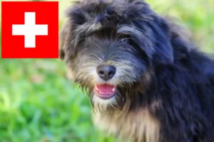 Lee más sobre el artículo Cão da Serra de Aires criadores y cachorros en Suiza