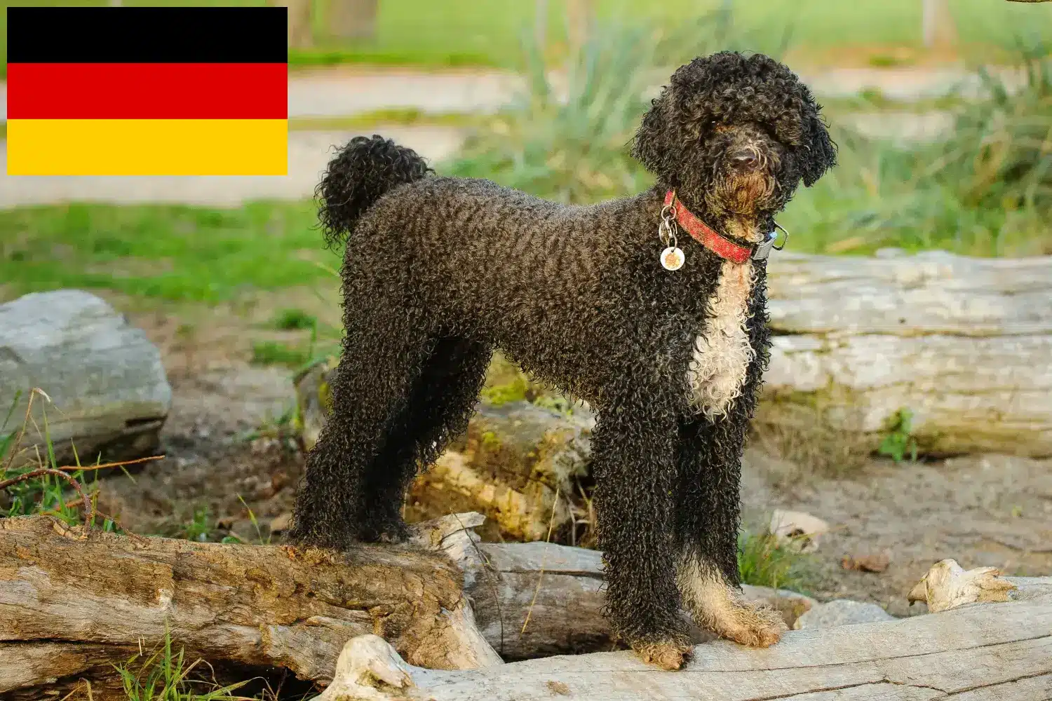 Lee más sobre el artículo Cão de Agua português criadores y cachorros en Alemania