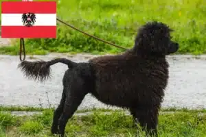 Lee más sobre el artículo Cão de Agua português criadores y cachorros en Austria