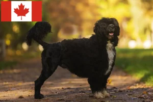 Lee más sobre el artículo Cão de Agua português criadores y cachorros en Canadá