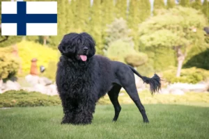 Lee más sobre el artículo Cão de Agua português criadores y cachorros en Finlandia