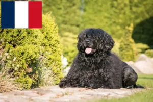 Lee más sobre el artículo Cão de Agua português criadores y cachorros en Francia