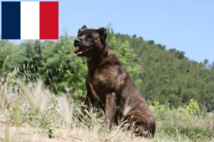 Lee más sobre el artículo Cão Fila de São Miguel criadores y cachorros en Francia