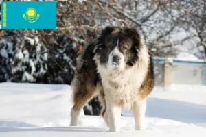 Lee más sobre el artículo Criador de Perros Pastor del Cáucaso y Cachorros en Kazajstán