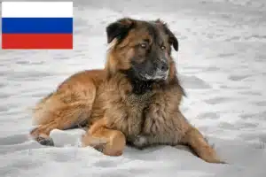 Lee más sobre el artículo Criadores de perros pastor del Cáucaso y cachorros en Rusia