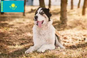 Lee más sobre el artículo Criador de perros de pastor de Asia Central y cachorros en Kazajstán