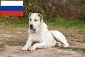 Lee más sobre el artículo Criador de perros de pastor de Asia Central y cachorros en Rusia
