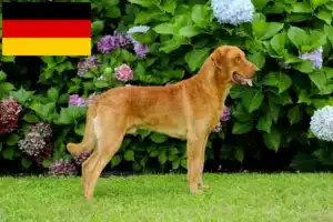 Lee más sobre el artículo Criadores de Chesapeake Bay Retriever y cachorros en Alemania