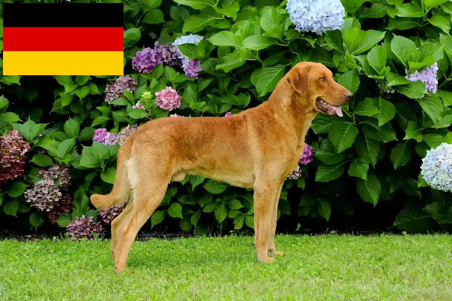 Lee más sobre el artículo Criadores de Chesapeake Bay Retriever y cachorros en Alemania