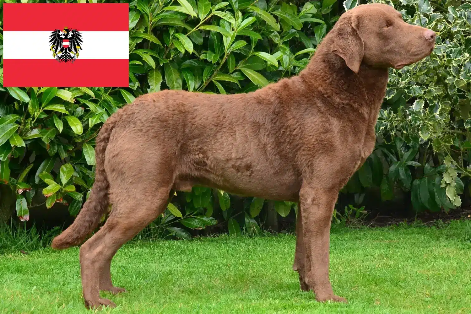 Lee más sobre el artículo Criadores de Chesapeake Bay Retriever y cachorros en Austria