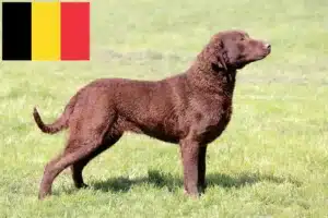 Lee más sobre el artículo Criadores de Chesapeake Bay Retriever y cachorros en Bélgica