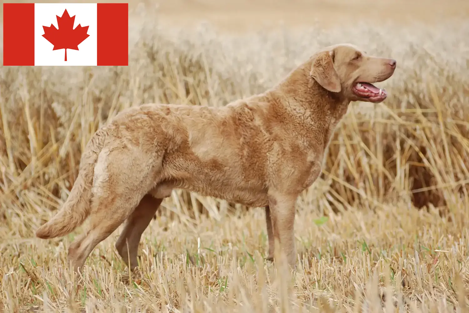 Lee más sobre el artículo Criadores y cachorros de Chesapeake Bay Retriever en Canadá