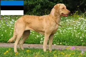 Lee más sobre el artículo Criadores de Chesapeake Bay Retriever y cachorros en Estonia