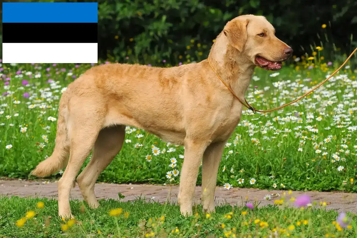 Lee más sobre el artículo Criadores de Chesapeake Bay Retriever y cachorros en Estonia