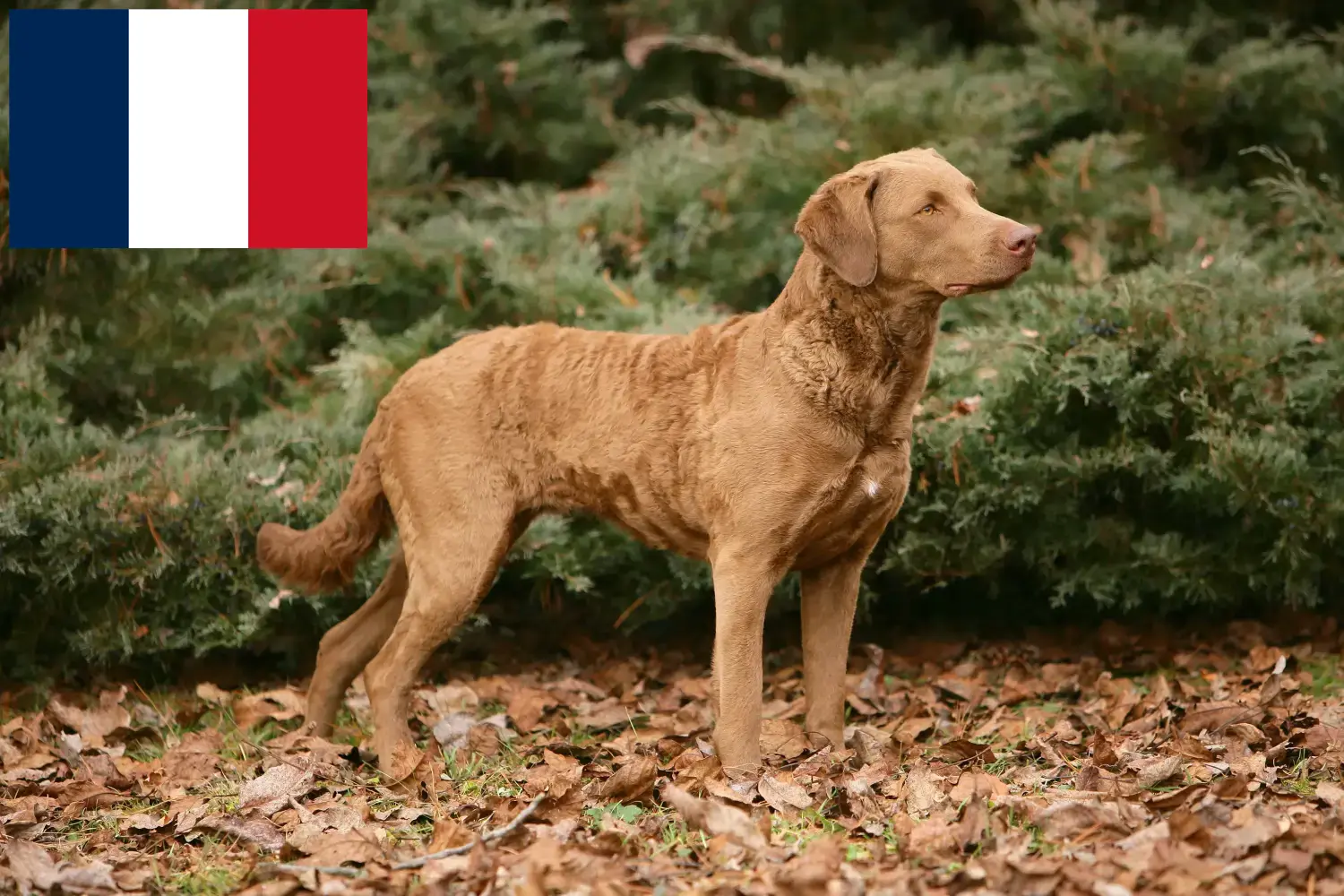 Lee más sobre el artículo Criadores de Chesapeake Bay Retriever y cachorros en Francia