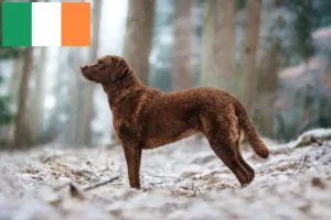 Lee más sobre el artículo Criadores de Chesapeake Bay Retriever y cachorros en Irlanda