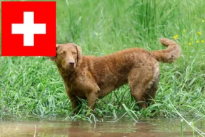 Lee más sobre el artículo Criadores de Chesapeake Bay Retriever y cachorros en Suiza