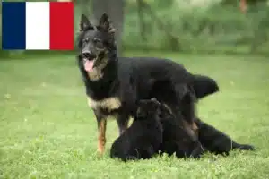 Lee más sobre el artículo Criadores de Chodský pes y cachorros en Francia