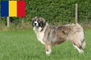 Lee más sobre el artículo Ciobănesc Românesc Carpatin criadores y cachorros en Rumania