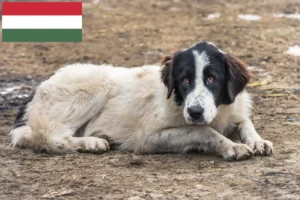 Lee más sobre el artículo Ciobănesc Românesc de Bucovina criadores y cachorros en Hungría