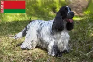 Lee más sobre el artículo Criadores de Cocker Spaniel Inglés y cachorros en Bielorrusia