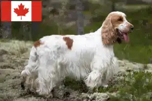 Lee más sobre el artículo Criadores de Cocker Spaniel Inglés y cachorros en Canadá