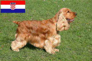 Lee más sobre el artículo Criadores de Cocker Spaniel Inglés y cachorros en Croacia