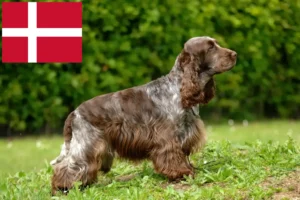 Lee más sobre el artículo Criadores de Cocker Spaniel Inglés y cachorros en Dinamarca