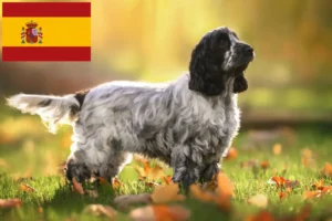 Lee más sobre el artículo Criadores y cachorros de Cocker Spaniel Inglés en España