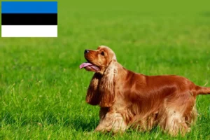 Lee más sobre el artículo Criadores de Cocker Spaniel Inglés y cachorros en Estonia