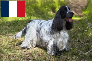 Lee más sobre el artículo Criadores de Cocker Spaniel Inglés y cachorros en Francia