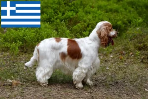 Lee más sobre el artículo Criadores de Cocker Spaniel Inglés y cachorros en Grecia