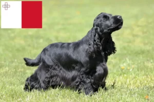 Lee más sobre el artículo Criadores de Cocker Spaniel Inglés y cachorros en Malta