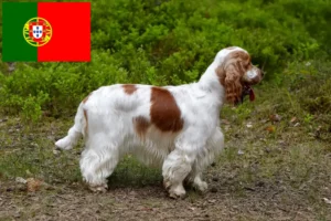 Lee más sobre el artículo Criadores de Cocker Spaniel Inglés y cachorros en Portugal