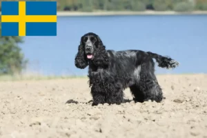 Lee más sobre el artículo Criadores de Cocker Spaniel inglés y cachorros en Suecia