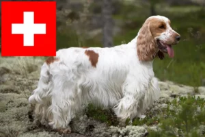 Lee más sobre el artículo Criadores de Cocker Spaniel Inglés y cachorros en Suiza