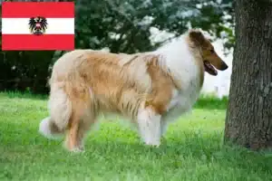 Lee más sobre el artículo Criadores de Collie y cachorros en Austria