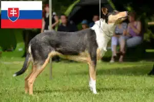 Lee más sobre el artículo Criadores de Collie y cachorros en Eslovaquia