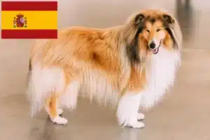 Lee más sobre el artículo Criadores de Collie y cachorros en España