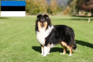 Lee más sobre el artículo Criadores de Collie y cachorros en Estonia