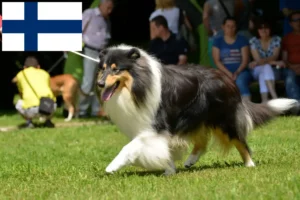 Lee más sobre el artículo Criadores de Collie y cachorros en Finlandia