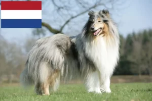 Lee más sobre el artículo Criadores de Collie y cachorros en los Países Bajos