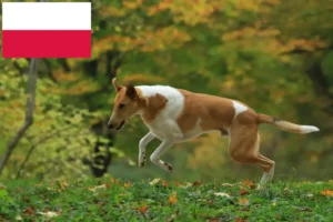 Lee más sobre el artículo Criadores de Collie y cachorros en Polonia