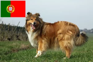 Lee más sobre el artículo Criadores de Collie y cachorros en Portugal