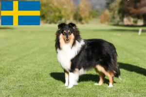 Lee más sobre el artículo Criadores de Collie y cachorros en Suecia