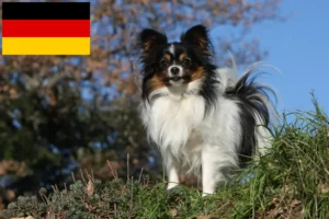 Lee más sobre el artículo Criadores y cachorros de Spaniel enano continental en Alemania