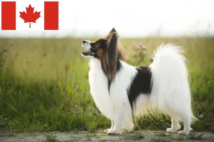 Lee más sobre el artículo Continental Dwarf Spaniel Criador y Cachorros en Canadá