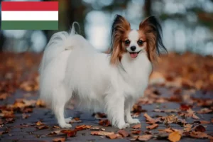 Lee más sobre el artículo Continental Dwarf Spaniel Criador y Cachorros en Hungría