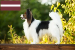 Lee más sobre el artículo Continental Dwarf Spaniel Criador y Cachorros en Letonia